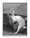 Easter Eggs.jpg (14492 bytes)